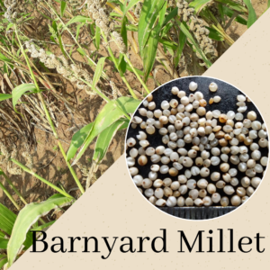 Barnyard Millet