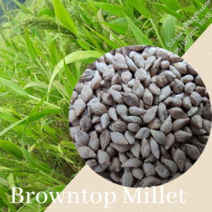 Browntop Millet