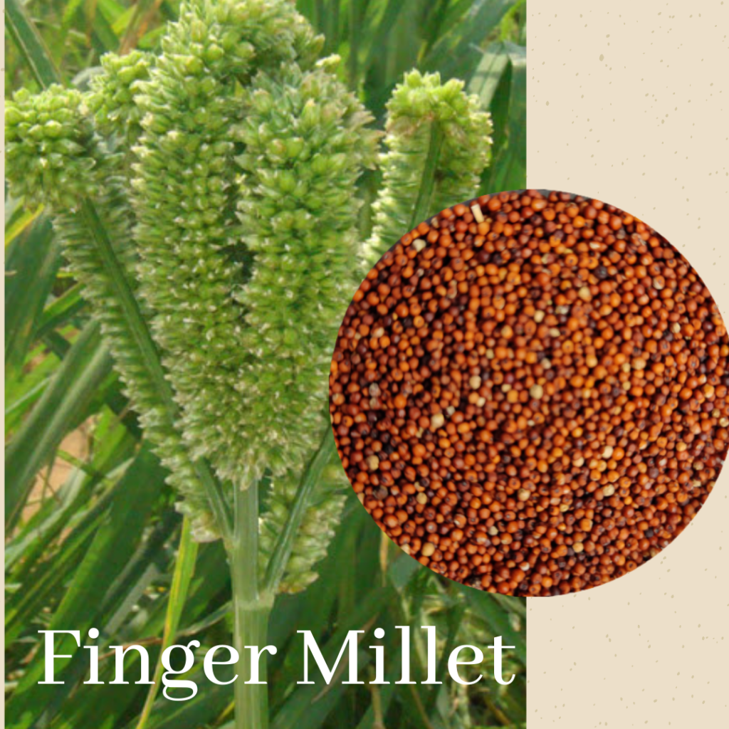 Types Of Millets Grown In India