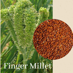 Finger Millet