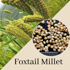 Foxtail Millet