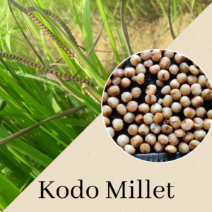 Kodo Millet