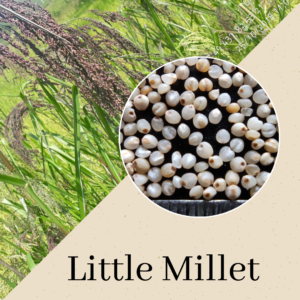 Little Millet