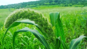 Millets crop of the future