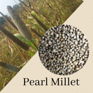 Pearl Millet