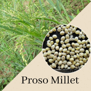 Millets-Proso Millet