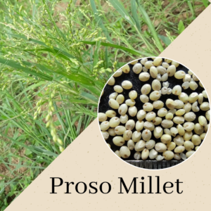 Proso Millet