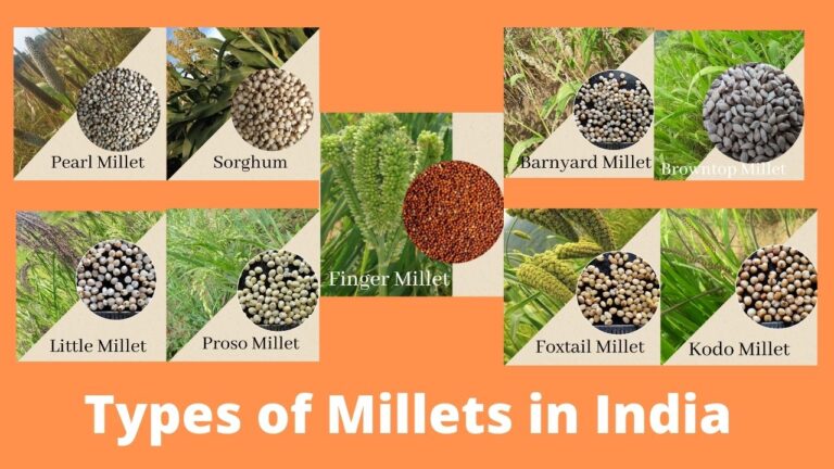 Types Of Millets Grown In India