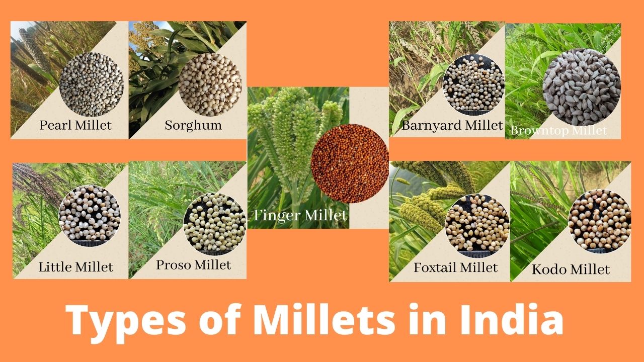 Types of Millets grown in India