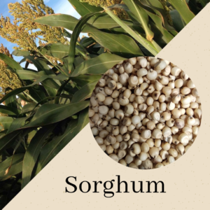 Sorghum