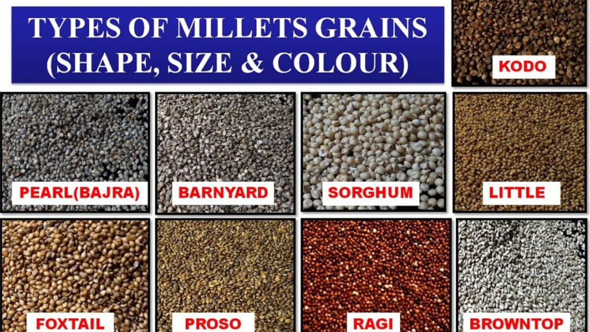 Millet Grain