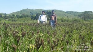 Consumption of Finger Millet