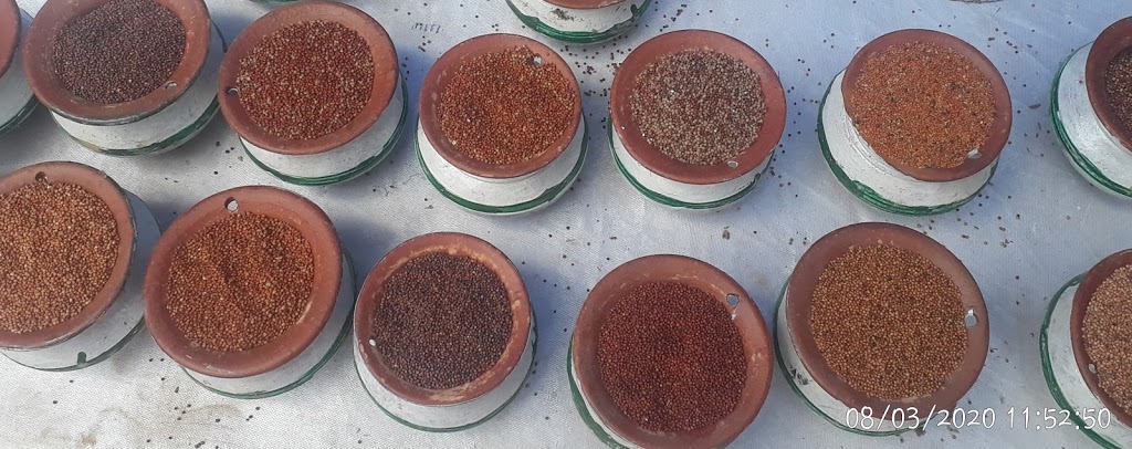 Finger Millet Varieties in kORAPUT