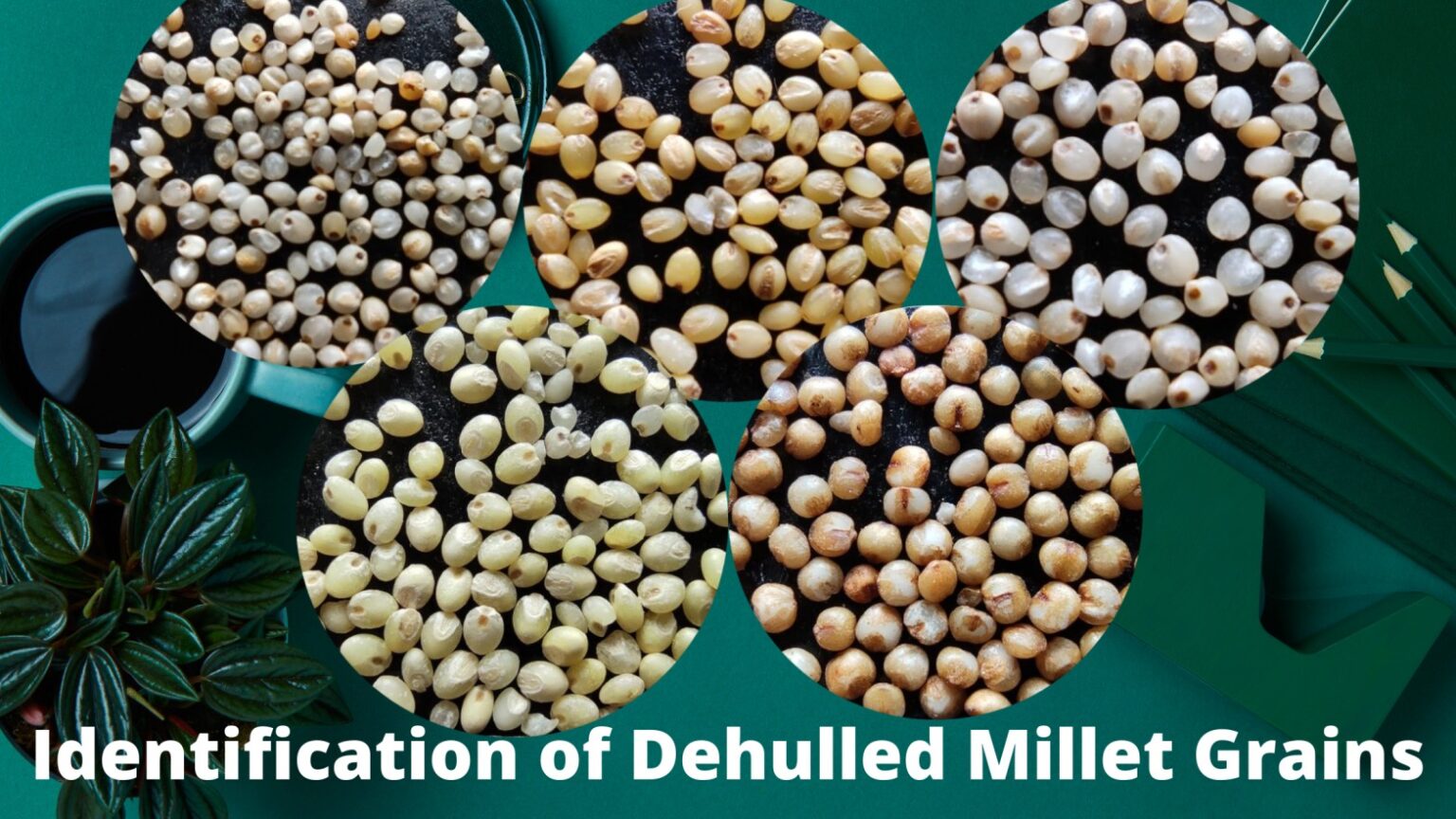 Differentiate 5 Types Of Dehulled Millets With Clarity