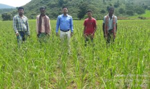 Millet Farmer of Koraput