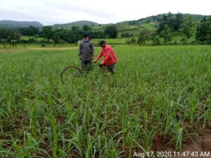 Inspirational organic farmer grows millet