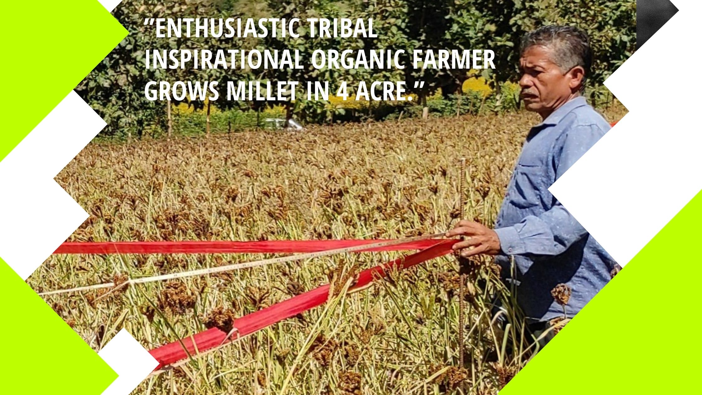 inspirational organic farmer grows millet