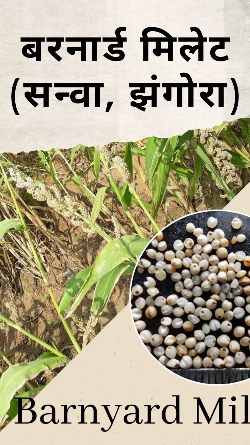 Barnyard Millet Meaning In Punjabi