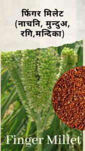 Millets in Hindi