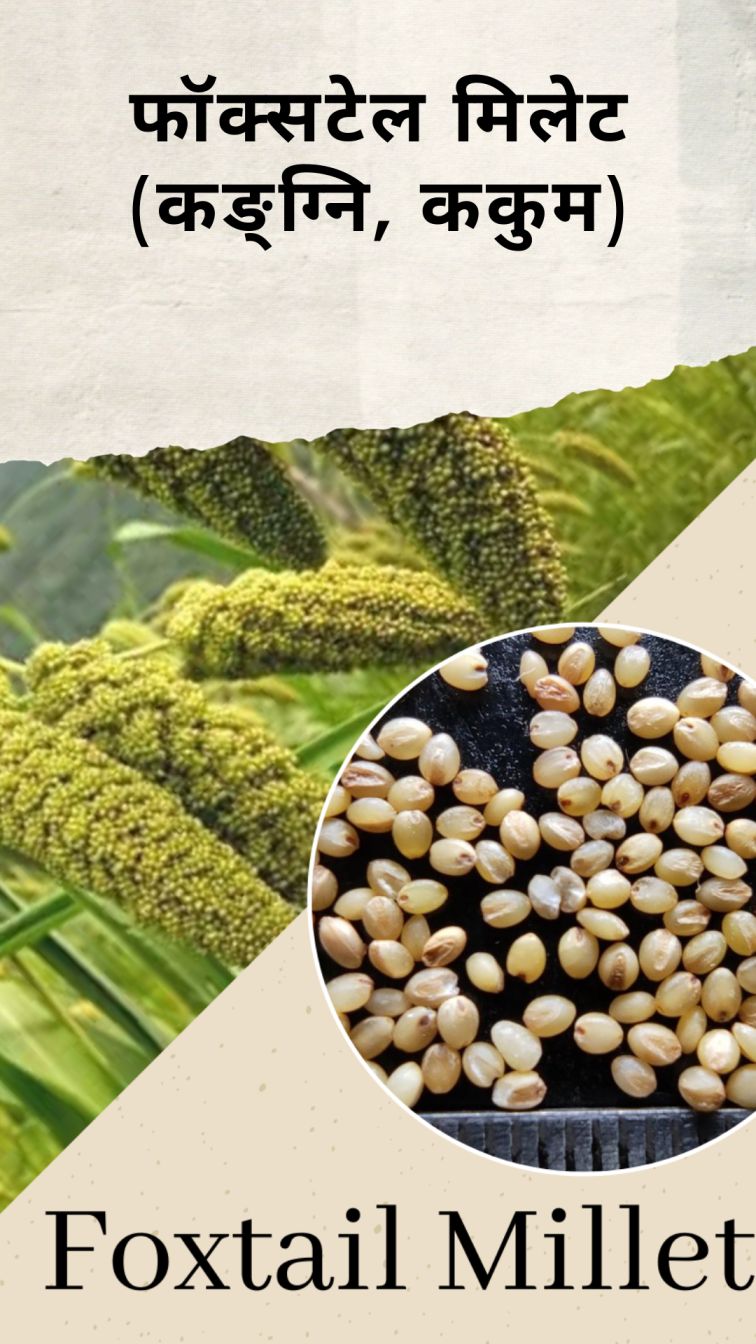 Millets Hindi English Name