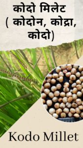 Millets in Hindi