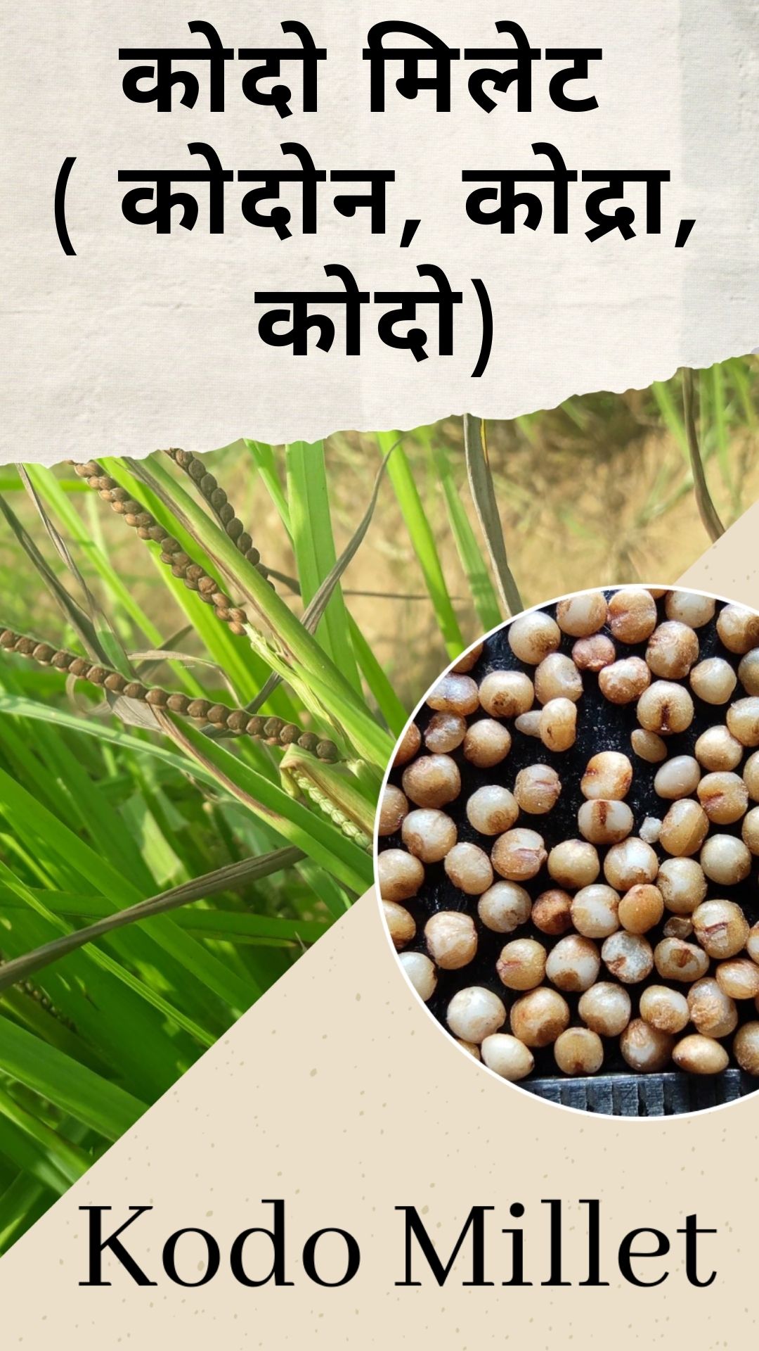 Best Way To Know Millets In Hindi