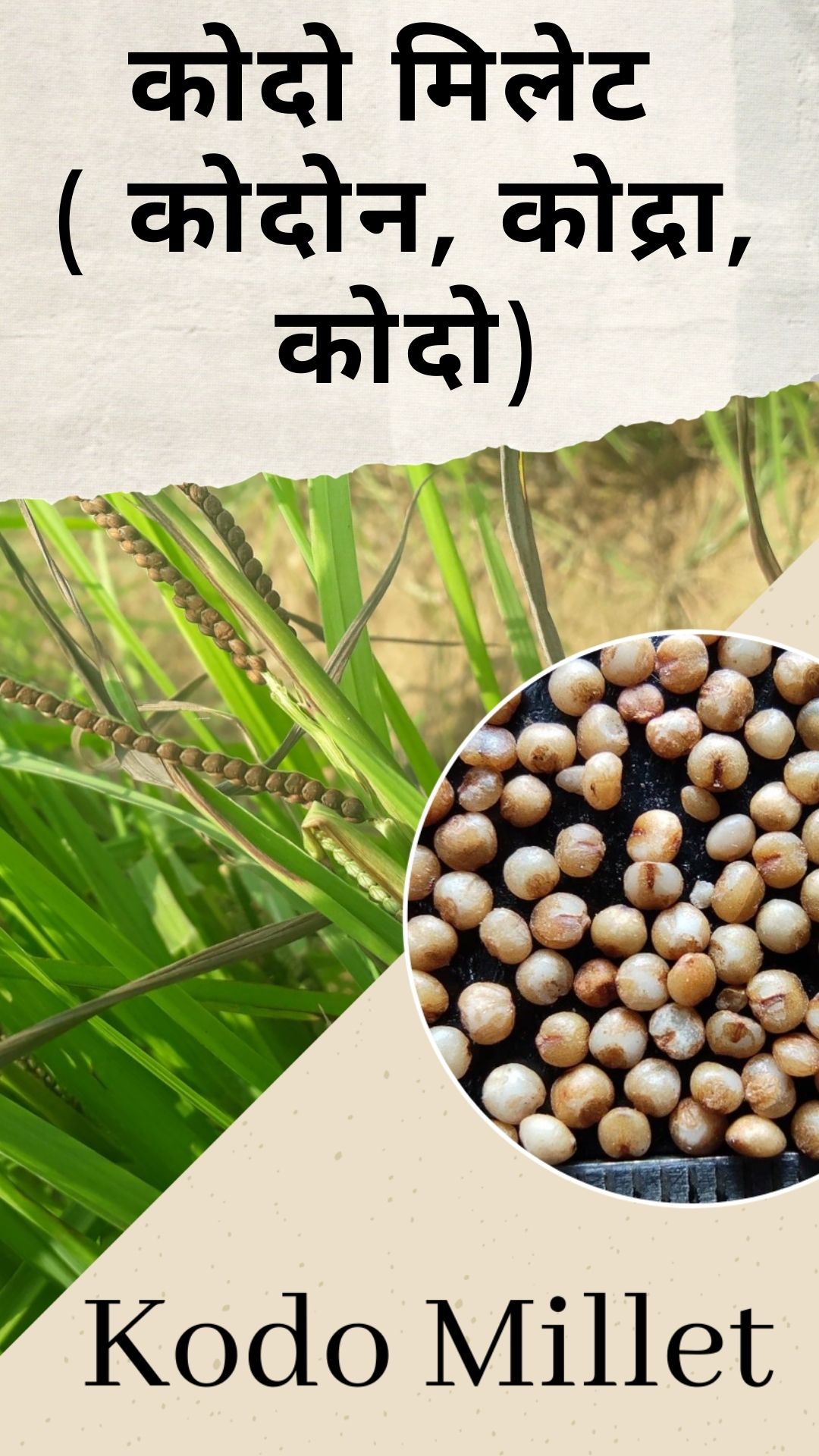 best-way-to-know-millets-in-hindi