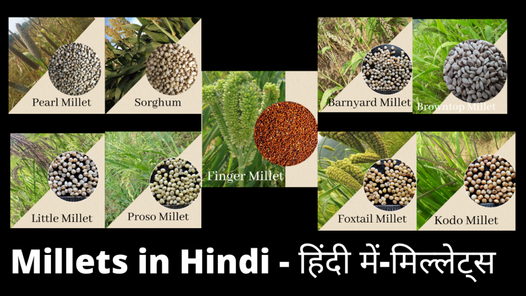 Best Way To Know Millets In Hindi