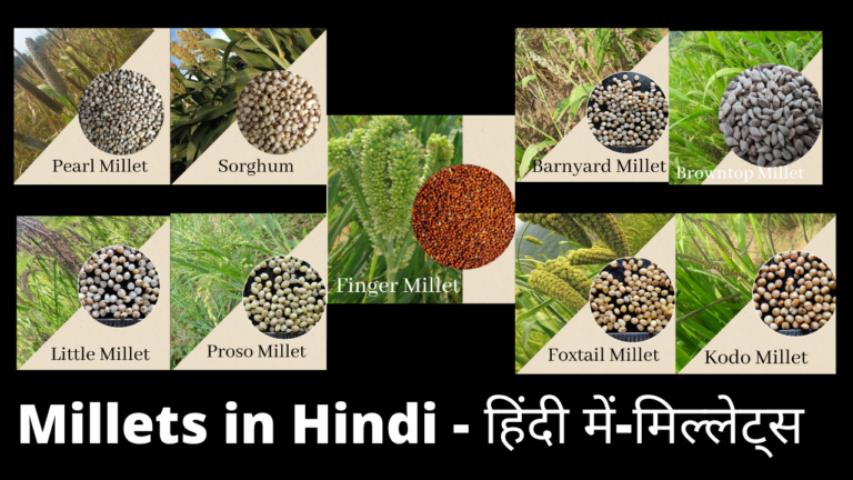 best-way-to-know-millets-in-hindi