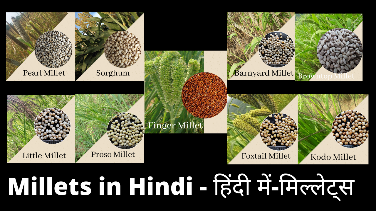 Millets in Hindi