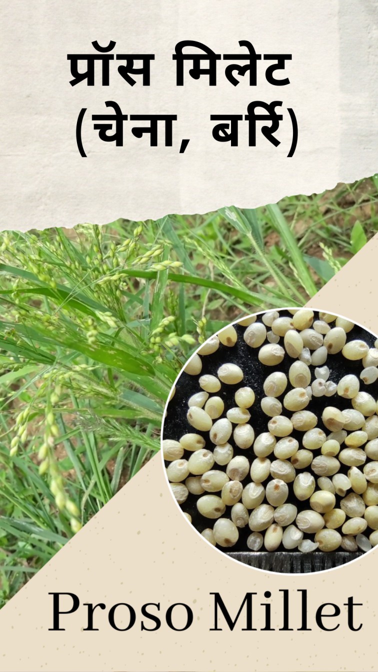 Best Way To Know Millets In Hindi